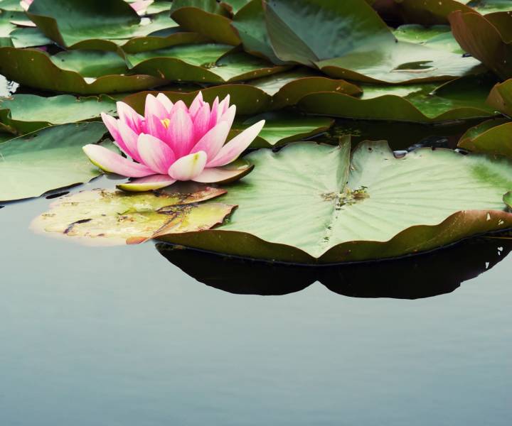 Pond life: how to create the perfect water feature for your garden ...