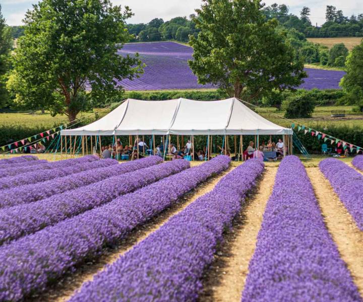 Where to go in the UK for a picnic with a view