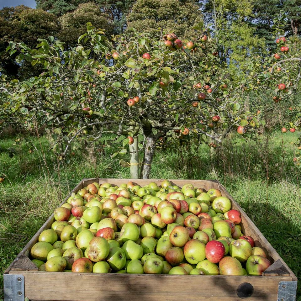 Armagh Cider Company's Ballinteggart House Orchard